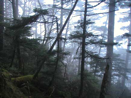 ������̌�����